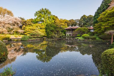 Geleneksel bir pavyonu olan sakin Japon bahçesi kiraz çiçekleriyle süslenmiş sakin bir gölete yansıyor. Resimli bir bahar sahnesi, sükunet ve zen esinlenmiş tasarımlar için mükemmel..