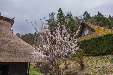 Hassas bir kayısı ağacı ön planda, pembe çiçekleri Japonya 'nın Shirakawa-go köyündeki geleneksel sazdan çatı evleriyle çelişiyor. Görüntü bir dinginlik hissi uyandırıyor.