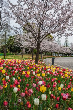 Japon parkında kiraz ağaçlarının altında kırmızı, sarı ve beyaz renkli laleler çiçek açar. Doğanın güzelliğini gösteren pitoresk bir bahar sahnesi.