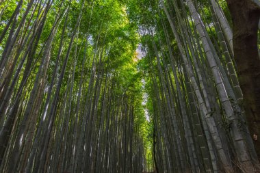 Japonya, Kyoto 'daki Arashiyama Bambu Korusu' ndan geçen sakin bir yol. Uzun bambu sapları nefes kesici bir doğal tünel oluşturur. Huzur ve doğal güzellik sunar..
