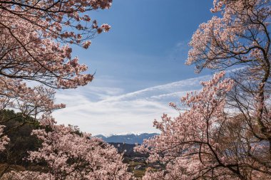 Çiçek açmış kiraz çiçeklerinin göz kamaştırıcı manzarası berrak bir bahar gökyüzünün altındaki resim gibi bir dağ sırasını çerçeveliyor. Sahne dinginliği ve doğanın güzelliğini anımsatıyor mevsimsel değişimleri.