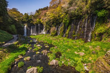 Japonya 'daki Serene Shiraito Şelaleleri Fuji Beş Göl Bölgesi yosun kaplı uçurumlarda çağlayan suları sergiliyor. Bereketli yeşillik resim sahnesini çerçeveler, huzurlu bir kaçış sunar.