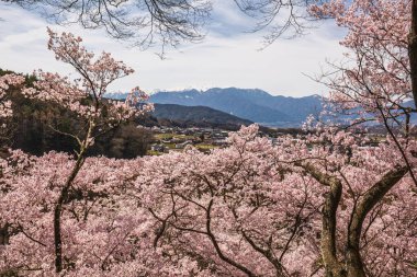 Çiçek açan kiraz çiçekleri Japonya 'da bir dağ zeminine karşı nefes kesici bir manzara yaratır. Pembe çiçekler ve karla kaplı tepeler huzurlu bir bahar manzarası sunar.