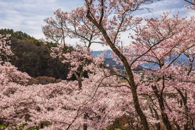 Japon kiraz ağaçları tamamen çiçek açarak, bir dağ zeminine karşı çarpıcı bir pembe manzara yaratıyor. Japonya 'da doğanın güzelliğini gösteren pitoresk bir bahar sahnesi..