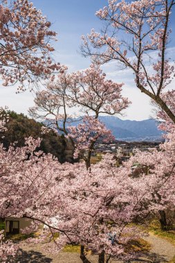 Japonya 'daki bir dağ zemininde çiçek açan kiraz çiçeklerinin çarpıcı manzarası. Pembe çiçekler, baharın güzelliğini gösteren nefes kesici bir manzara yaratır..