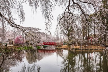 Serene Japon bahçe sahnesinde kırmızı bir köprü, kiraz çiçekleriyle çevrili sakin bir gölete yansıyor. Sakin bir atmosfer, rahatlamak için mükemmel..