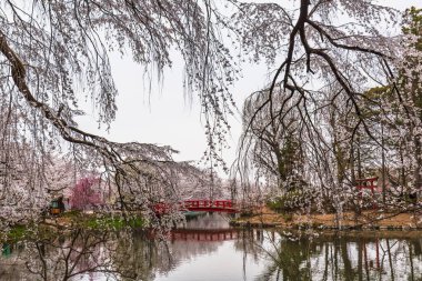 Serene Japon bahçe sahnesinde, durgun bir gölete yansıyan kırmızı bir köprü, tamamen çiçek açmış kiraz ağaçlarıyla çevrili. Sakin atmosfer, bahar temaları için mükemmel..
