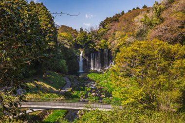 Japonya 'daki Serene Shiramizu Şelalesi canlı bahar yaprakları ile çerçevelenmiş verimli bir yamaçtan aşağı dökülür. Sakin bir yaya köprüsü ve yürüyüş yolu manzarayı güzelleştirir. Nefes kesici doğal güzellik..