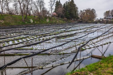 Japonya 'daki Wasabi çiftliği. Koruma amaçlı siyah kumaşlarla kaplı sığ bir derede yetişen wasabi bitkileri. Geleneksel Japon tarımı.