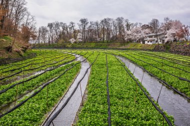 Japonya 'daki su teresi çiftliği, sulama kanallarında büyüyen su tereleri sergileniyor. Arka planda kiraz çiçekleri bir bahar dokunuşu ekler. Huzurlu bir tarım manzarası.