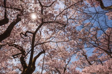 Baharda çiçek açan kiraz ağaçlarında güneş parlıyor. Pembe kiraz çiçekleri çerçeveyi doldurur, canlı ve neşeli bir sahne yaratır. İlkbahar temaları ve doğa teması için mükemmel..