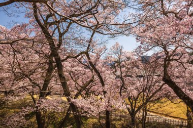 Pembe kiraz çiçekleri Japonya 'da nefes kesici bir manzara yaratır. Ağaçların narin çiçekleri ve buruşuk dalları bu baharın güzelliğini gözler önüne seren sakin bir manzara oluşturuyor.