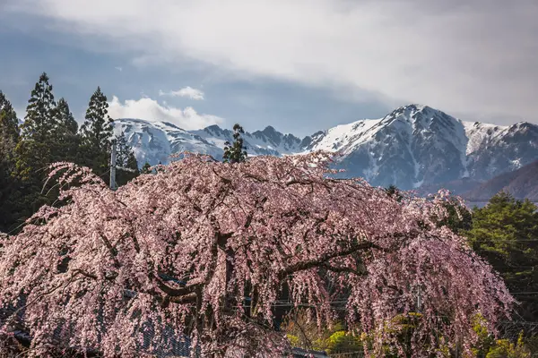 Görkemli, ağlayan kiraz ağacı karla kaplı Japon Alpleri 'nin arka planında çiçek açıyor. Japonya 'da nefes kesen bahar manzarası, doğanın güzelliğini gözler önüne seriyor..