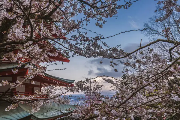 Japonya Chureito Pagoda 'dan Fuji Dağı' nın muhteşem manzarası kiraz çiçeği mevsiminde. Pembe çiçekler ikonik yanardağ ve kırmızı pagoda 'yı çerçeveliyor, resim gibi bir sahne yaratıyor..