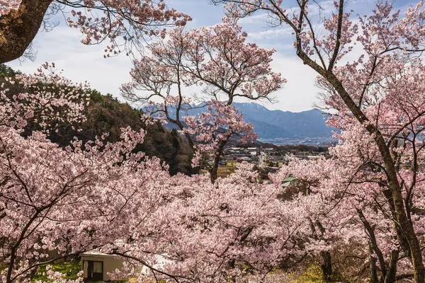 Çiçek açan kiraz çiçeklerinin büyüleyici panoramik manzarası, arka planda dağlar olan pitoresk bir Japon manzarasını gözler önüne seriyor. Bahar temalı projeler için mükemmel sakin bir sahne..