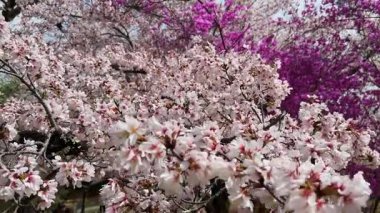 Çiçek açmış kiraz çiçeklerinin göz kamaştırıcı manzarası. Açık gökyüzüne karşı narin pembe ve beyaz taç yaprakları. Bahar temaları ve doğa arka planları için mükemmel.