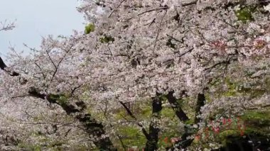 Stunning full bloom cherry blossoms in Japan. Delicate pink and white petals create a breathtaking springtime scene. Perfect for nature, travel, and seasonal themes.