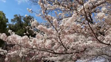 Çiçek açmış kiraz çiçeklerinin göz kamaştırıcı manzarası. Açık gökyüzüne karşı narin pembe ve beyaz taç yaprakları. Bahar temaları ve doğa arka planları için mükemmel.