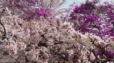 Çiçek açmış kiraz çiçeklerinin göz kamaştırıcı manzarası. Açık gökyüzüne karşı narin pembe ve beyaz taç yaprakları. Bahar temaları ve doğa arka planları için mükemmel.