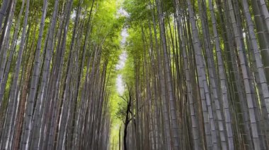 Uzun bambu sapları sakin ve gölgeli bir yol yaratır. Yoğun koruluk doğaya huzurlu bir kaçış sunuyor. Bu görüntü huzur ve sükuneti çağrıştırıyor..
