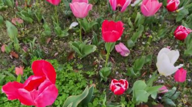 Vibrant tulips in a field showcase a variety of colors, including pink, red, and yellow. These spring flowers create a stunning floral display, perfect for backgrounds or springtime themes.
