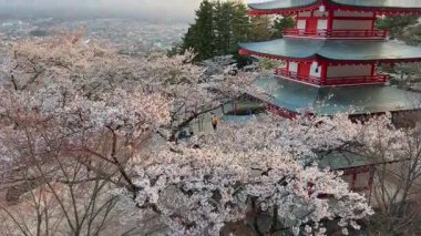 Japonya 'da üç katlı bir pagoda' dan Fuji Dağı 'nın sakin gündoğumu manzarası. Önünde kiraz çiçekleri var. Görkemli yanardağ kısmen sisle kaplanmış, güzel bir manzara yaratıyor..