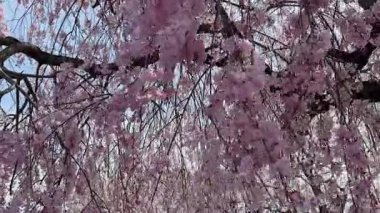 Çiçek açmış kiraz çiçeklerinin göz kamaştırıcı manzarası. Açık gökyüzüne karşı narin pembe ve beyaz taç yaprakları. Bahar temaları ve doğa arka planları için mükemmel.