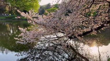 Sakin bir göletin üzerinde zarif bir şekilde süzülüp durgun sularda narin güzelliklerini yansıtan serin kiraz çiçekleri. Resimli bir park sahnesi, bahar resimleri için mükemmel..