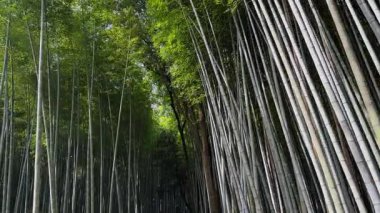 Uzun bambu sapları sakin ve gölgeli bir yol yaratır. Yoğun koruluk doğaya huzurlu bir kaçış sunuyor. Bu görüntü huzur ve sükuneti çağrıştırıyor..