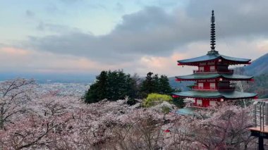 Japonya 'da üç katlı bir pagoda' dan Fuji Dağı 'nın sakin gündoğumu manzarası. Önünde kiraz çiçekleri var. Görkemli yanardağ kısmen sisle kaplanmış, güzel bir manzara yaratıyor..