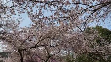 Çiçek açmış kiraz çiçeklerinin göz kamaştırıcı manzarası. Açık gökyüzüne karşı narin pembe ve beyaz taç yaprakları. Bahar temaları ve doğa arka planları için mükemmel.