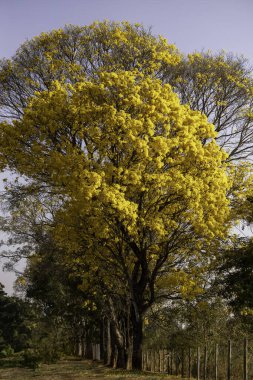 Güzel botanik fotoğrafı, doğal duvar kağıdı.