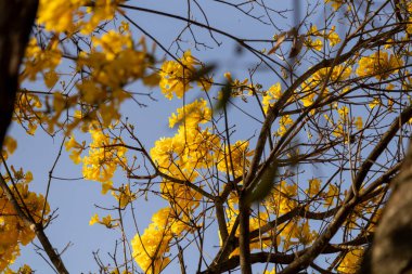 Güzel botanik fotoğrafı, doğal duvar kağıdı.