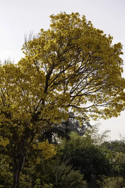 Ormanın güzel manzarası