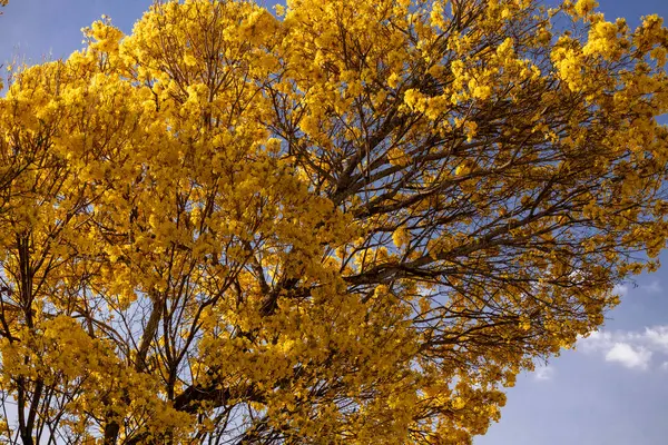 ağaç üzerinde sarı çiçek