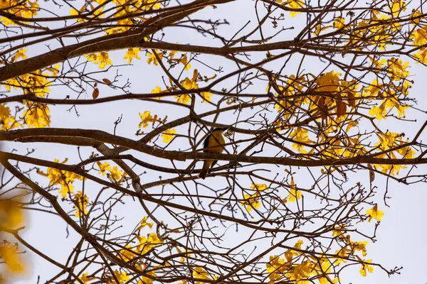 Ormandaki ağaç dalları