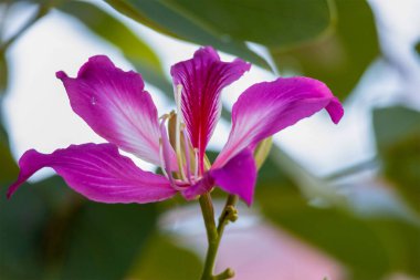 Bahçedeki güzel pembe çiçek