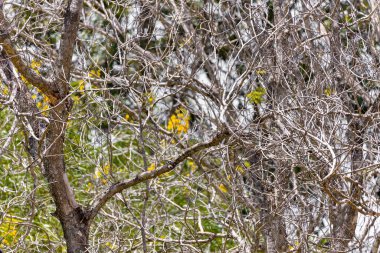 Bahçede okaliptüs ağacı
