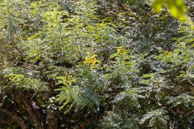 Ormanda yeşil yapraklar