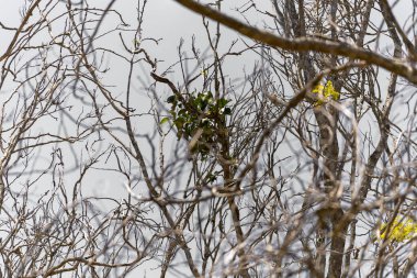 ağaç dalları ve yaprakları