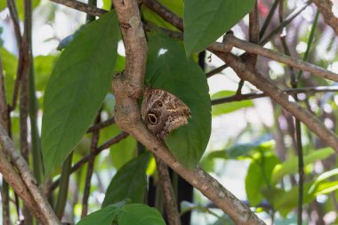 Güzel kelebeğin yakın görüntüsü