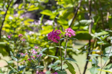 yeşil arka planlı mor çiçek