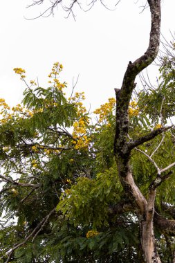 Parktaki güzel bir ağaç görüntüsü.