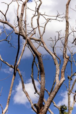 Ormandaki kuru ağaç dalları