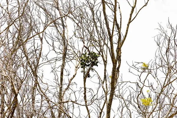 Kış mevsiminde ağaç dalları