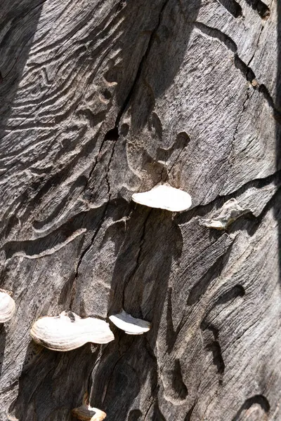 Tahtanın dokusu, doğal desen.