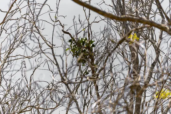 ağaç dalları ve yaprakları