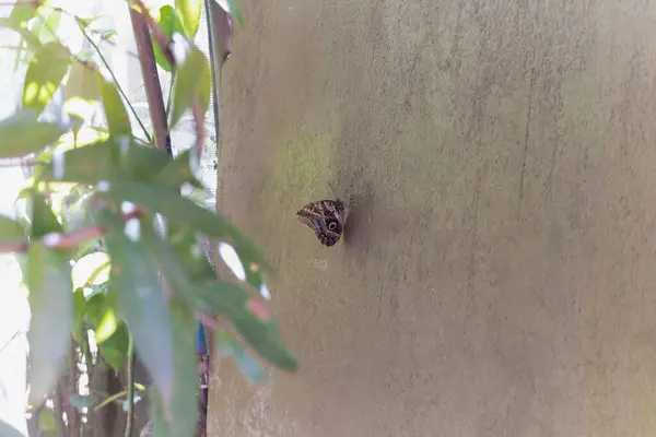 Ağaçtaki bir kelebek