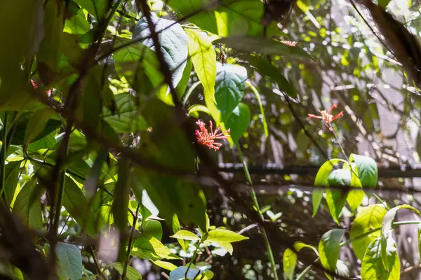Tropikal ormanda güzel yeşil bir yaprak.
