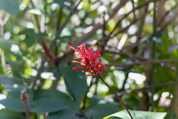 Doğada ağaçtaki kırmızı çiçekler
